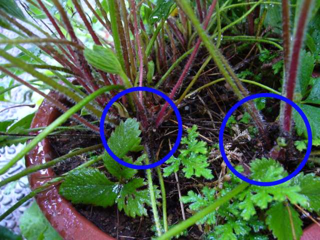 青い森 蟻の逆襲 アリイチゴの謎 るぶらん